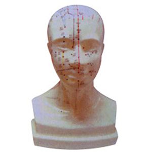 Life size head acupuncture model